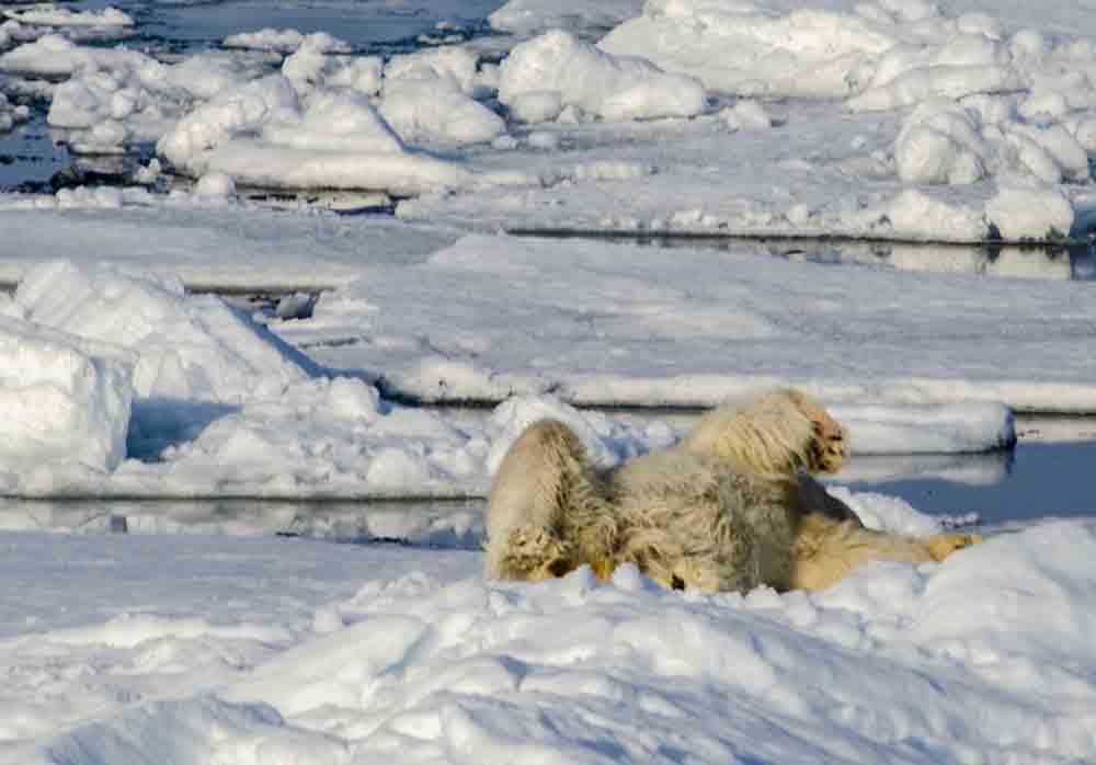 Oso Polar - islas Svalbard - Noruega 54.jpg